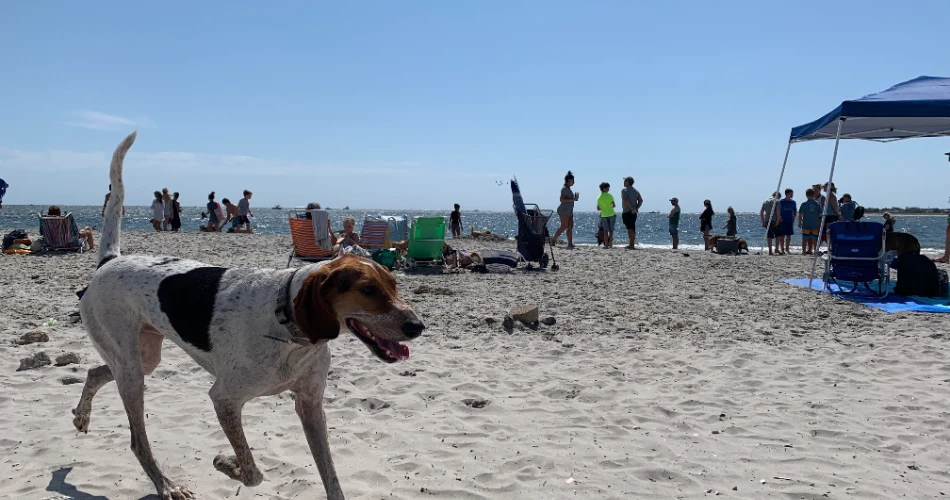 8 Best Beaches in Atlantic City, NJ